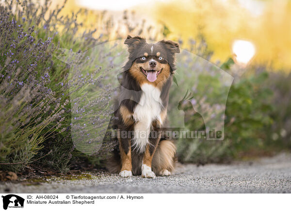 Miniature Australian Shepherd / Miniature Australian Shepherd / AH-08024