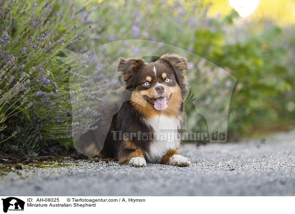 Miniature Australian Shepherd / Miniature Australian Shepherd / AH-08025