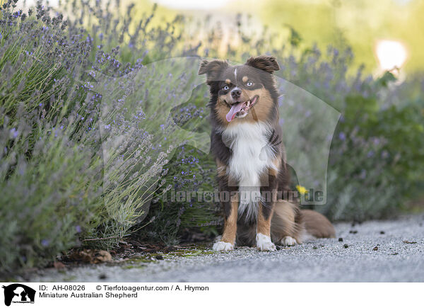 Miniature Australian Shepherd / Miniature Australian Shepherd / AH-08026