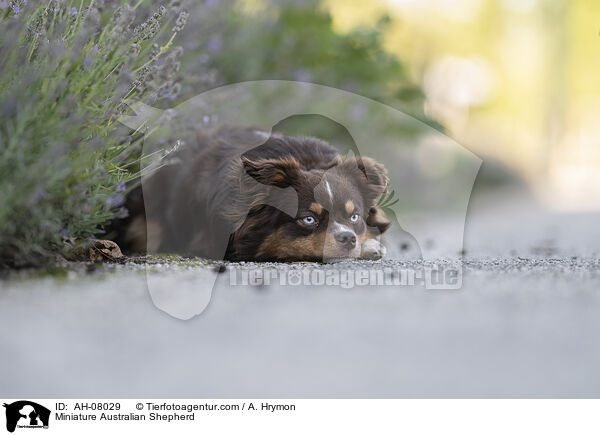 Miniature Australian Shepherd / Miniature Australian Shepherd / AH-08029