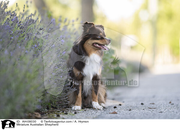 Miniature Australian Shepherd / Miniature Australian Shepherd / AH-08030