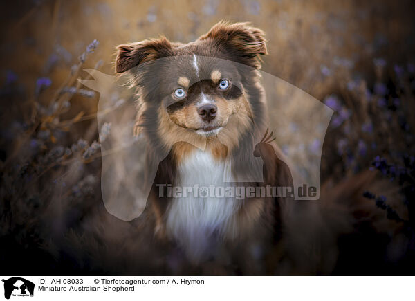 Miniature Australian Shepherd / Miniature Australian Shepherd / AH-08033