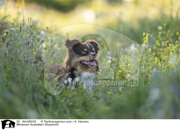 Miniature Australian Shepherd / Miniature Australian Shepherd / AH-08035