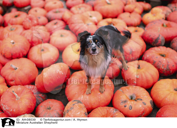 Miniature Australian Shepherd / Miniature Australian Shepherd / AH-08039