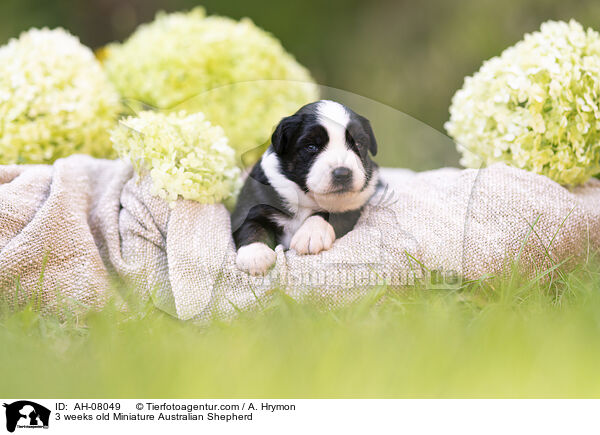 3 Wochen alter Miniature Australian Shepherd / 3 weeks old Miniature Australian Shepherd / AH-08049