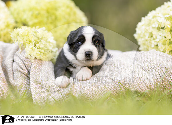 3 Wochen alter Miniature Australian Shepherd / 3 weeks old Miniature Australian Shepherd / AH-08050