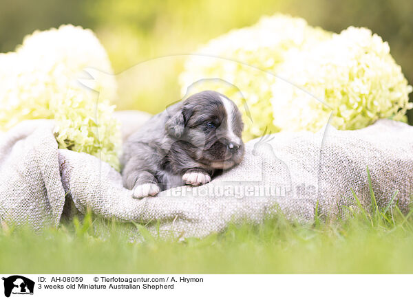 3 Wochen alter Miniature Australian Shepherd / 3 weeks old Miniature Australian Shepherd / AH-08059