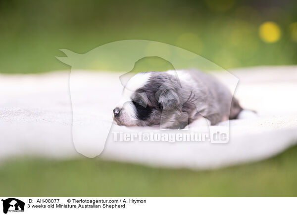 3 Wochen alter Miniature Australian Shepherd / 3 weeks old Miniature Australian Shepherd / AH-08077