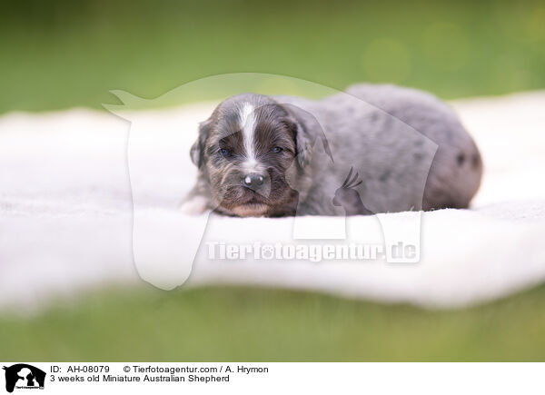 3 Wochen alter Miniature Australian Shepherd / 3 weeks old Miniature Australian Shepherd / AH-08079