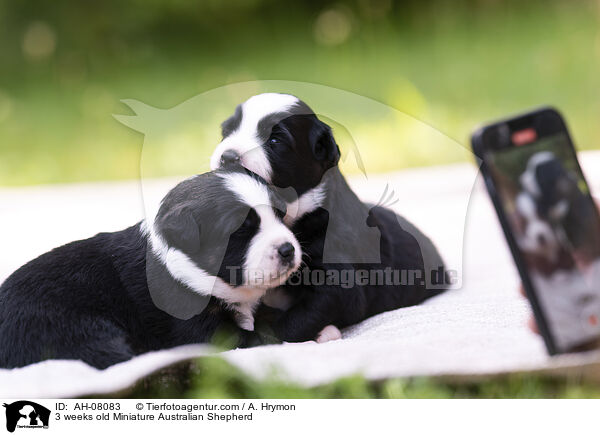 3 Wochen alter Miniature Australian Shepherd / 3 weeks old Miniature Australian Shepherd / AH-08083