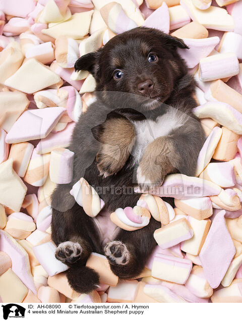 4 Wochen alter Miniature Australian Shepherd Welpe / 4 weeks old Miniature Australian Shepherd puppy / AH-08090