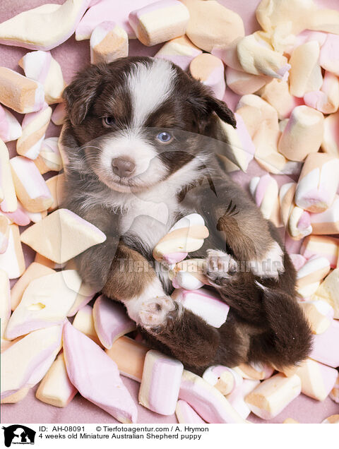 4 Wochen alter Miniature Australian Shepherd Welpe / 4 weeks old Miniature Australian Shepherd puppy / AH-08091