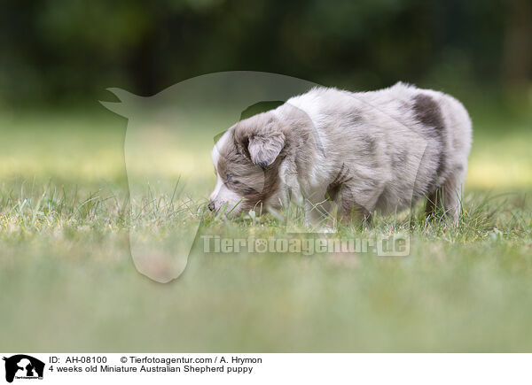 4 Wochen alter Miniature Australian Shepherd Welpe / 4 weeks old Miniature Australian Shepherd puppy / AH-08100