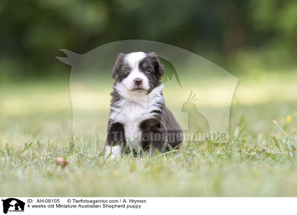 4 Wochen alter Miniature Australian Shepherd Welpe / 4 weeks old Miniature Australian Shepherd puppy / AH-08105