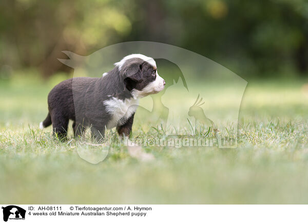 4 Wochen alter Miniature Australian Shepherd Welpe / 4 weeks old Miniature Australian Shepherd puppy / AH-08111