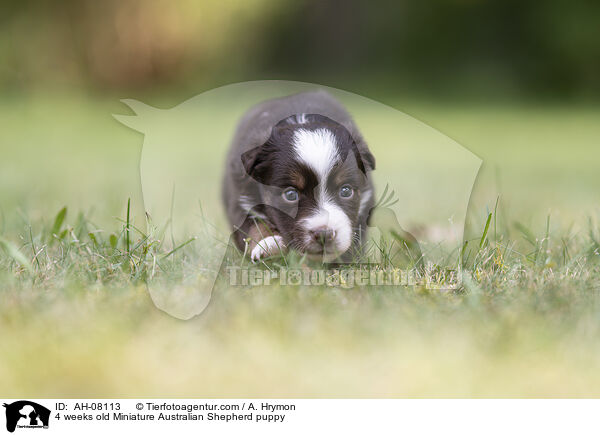 4 Wochen alter Miniature Australian Shepherd Welpe / 4 weeks old Miniature Australian Shepherd puppy / AH-08113