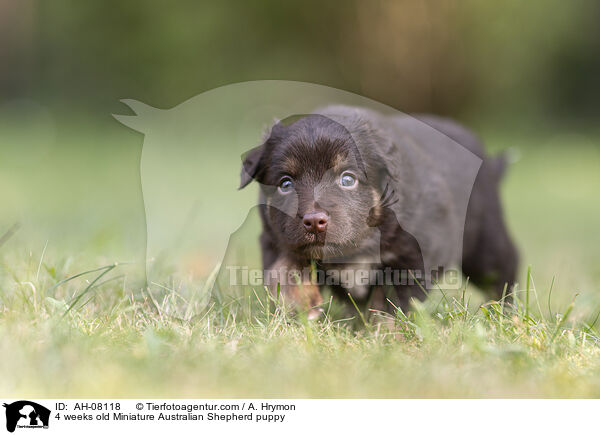 4 Wochen alter Miniature Australian Shepherd Welpe / 4 weeks old Miniature Australian Shepherd puppy / AH-08118