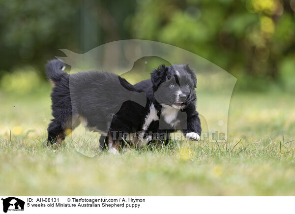 5 Wochen alter Miniature Australian Shepherd Welpe / 5 weeks old Miniature Australian Shepherd puppy / AH-08131