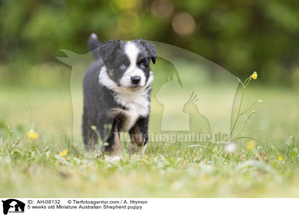 5 Wochen alter Miniature Australian Shepherd Welpe / 5 weeks old Miniature Australian Shepherd puppy / AH-08132