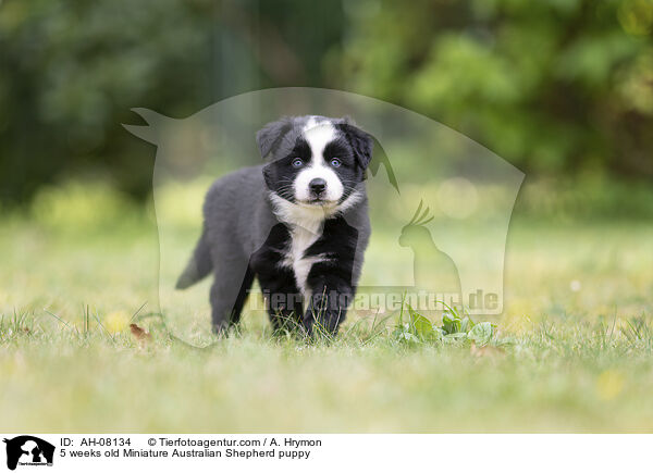 5 Wochen alter Miniature Australian Shepherd Welpe / 5 weeks old Miniature Australian Shepherd puppy / AH-08134