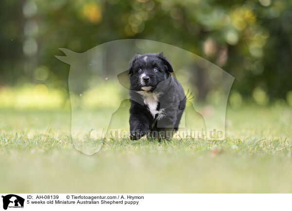 5 Wochen alter Miniature Australian Shepherd Welpe / 5 weeks old Miniature Australian Shepherd puppy / AH-08139