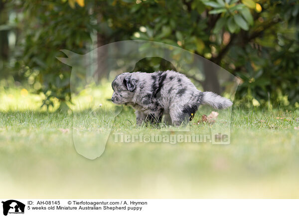 5 Wochen alter Miniature Australian Shepherd Welpe / 5 weeks old Miniature Australian Shepherd puppy / AH-08145