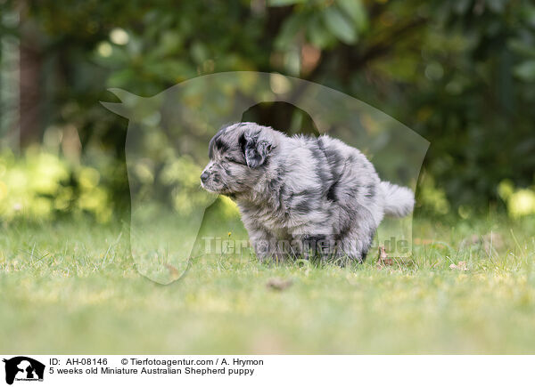 5 Wochen alter Miniature Australian Shepherd Welpe / 5 weeks old Miniature Australian Shepherd puppy / AH-08146