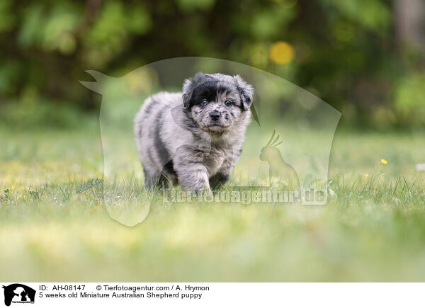 5 Wochen alter Miniature Australian Shepherd Welpe / 5 weeks old Miniature Australian Shepherd puppy / AH-08147