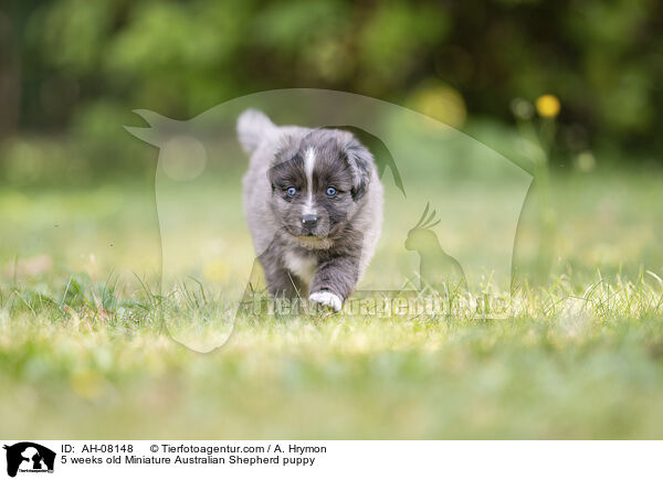 5 Wochen alter Miniature Australian Shepherd Welpe / 5 weeks old Miniature Australian Shepherd puppy / AH-08148