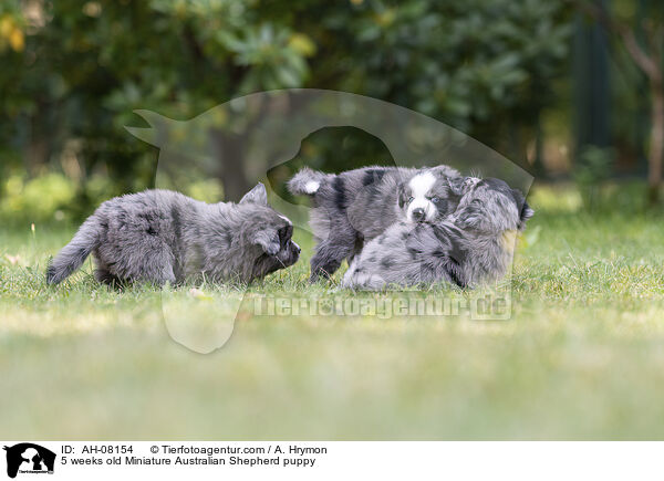 5 Wochen alter Miniature Australian Shepherd Welpe / 5 weeks old Miniature Australian Shepherd puppy / AH-08154