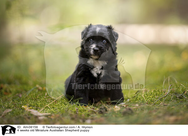 4 Wochen alter Miniature Australian Shepherd Welpe / 4 weeks old Miniature Australian Shepherd puppy / AH-08158