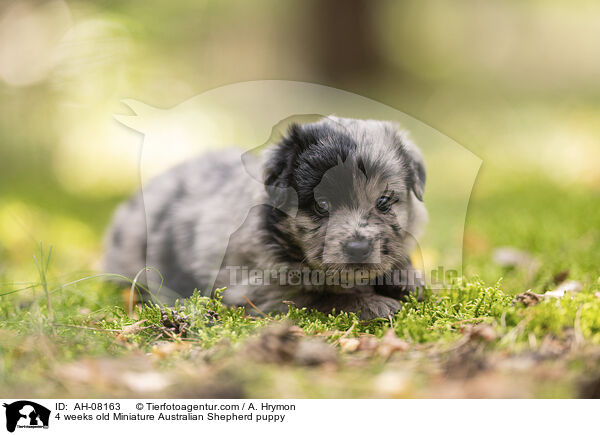 4 Wochen alter Miniature Australian Shepherd Welpe / 4 weeks old Miniature Australian Shepherd puppy / AH-08163