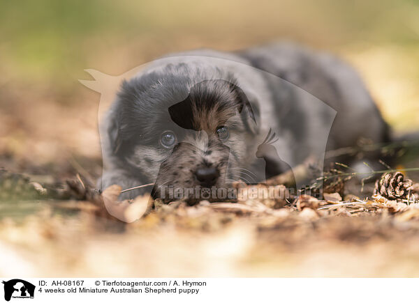 4 Wochen alter Miniature Australian Shepherd Welpe / 4 weeks old Miniature Australian Shepherd puppy / AH-08167