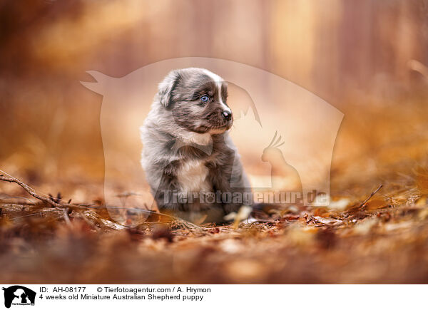 4 Wochen alter Miniature Australian Shepherd Welpe / 4 weeks old Miniature Australian Shepherd puppy / AH-08177