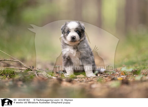 4 Wochen alter Miniature Australian Shepherd Welpe / 4 weeks old Miniature Australian Shepherd puppy / AH-08182