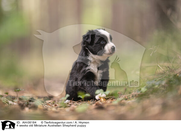 4 Wochen alter Miniature Australian Shepherd Welpe / 4 weeks old Miniature Australian Shepherd puppy / AH-08184