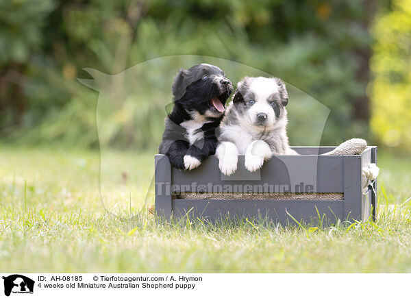 4 Wochen alter Miniature Australian Shepherd Welpe / 4 weeks old Miniature Australian Shepherd puppy / AH-08185