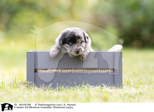 4 Wochen alter Miniature Australian Shepherd Welpe / 4 weeks old Miniature Australian Shepherd puppy / AH-08186