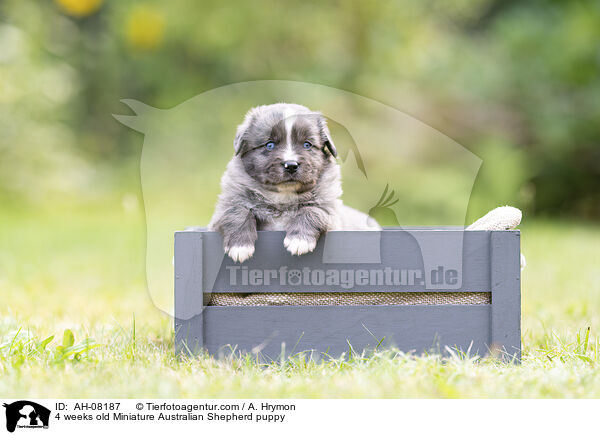 4 Wochen alter Miniature Australian Shepherd Welpe / 4 weeks old Miniature Australian Shepherd puppy / AH-08187