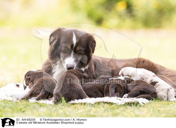 3 Wochen alter Miniature Australian Shepherd Welpe / 3 weeks old Miniature Australian Shepherd puppy / AH-08205