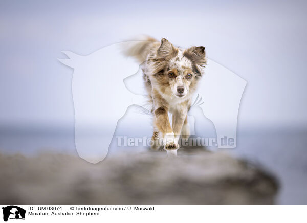 Miniature Australian Shepherd / Miniature Australian Shepherd / UM-03074