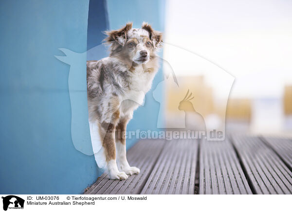 Miniature Australian Shepherd / Miniature Australian Shepherd / UM-03076