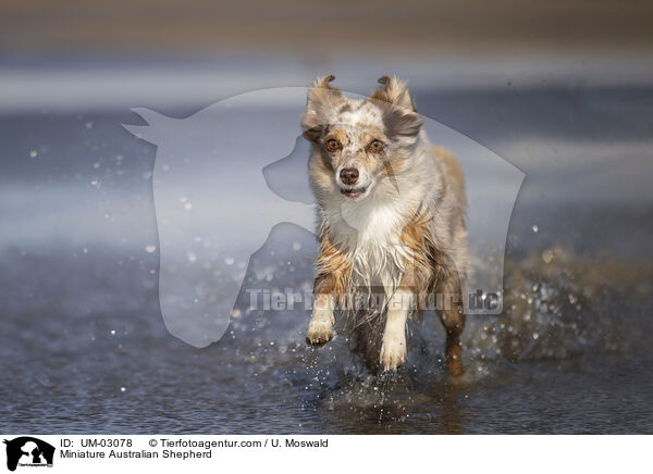 Miniature Australian Shepherd / Miniature Australian Shepherd / UM-03078