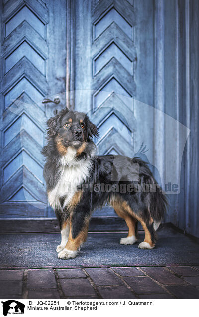 Miniature Australian Shepherd / Miniature Australian Shepherd / JQ-02251