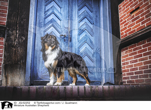 Miniature Australian Shepherd / Miniature Australian Shepherd / JQ-02252