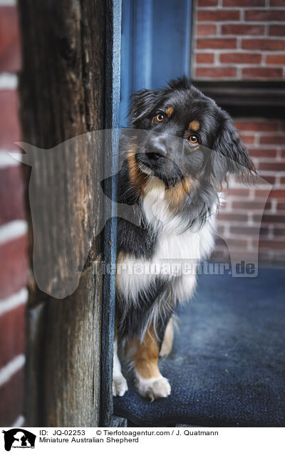 Miniature Australian Shepherd / Miniature Australian Shepherd / JQ-02253