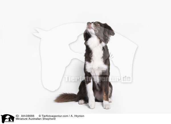 Miniature Australian Shepherd / Miniature Australian Shepherd / AH-08666