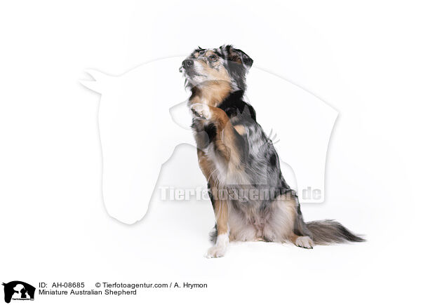 Miniature Australian Shepherd / Miniature Australian Shepherd / AH-08685