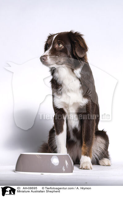 Miniature Australian Shepherd / Miniature Australian Shepherd / AH-08695