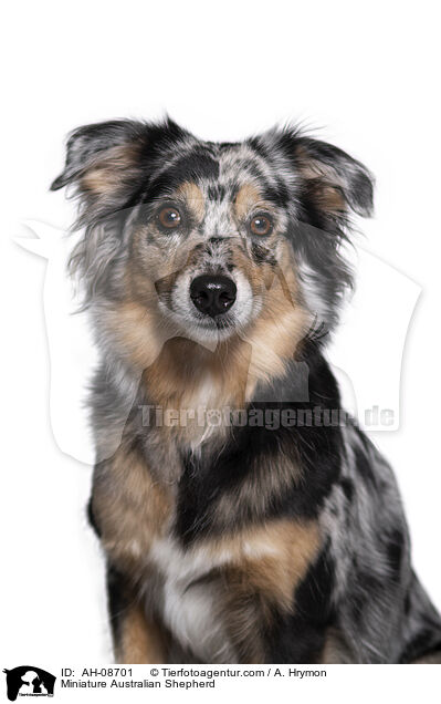 Miniature Australian Shepherd / Miniature Australian Shepherd / AH-08701